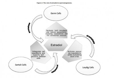 estradiol role in spermatogenesis sperm.jpg