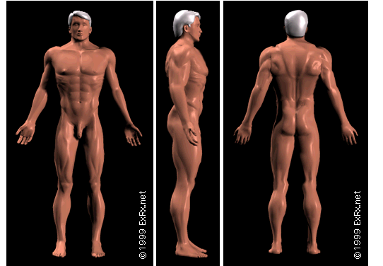 Name: Male Exercise Map.png Views: 1503 Size: 92.1 KB
