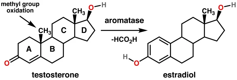 Name: estradiol in men.jpg Views: 192 Size: 48.3 KB