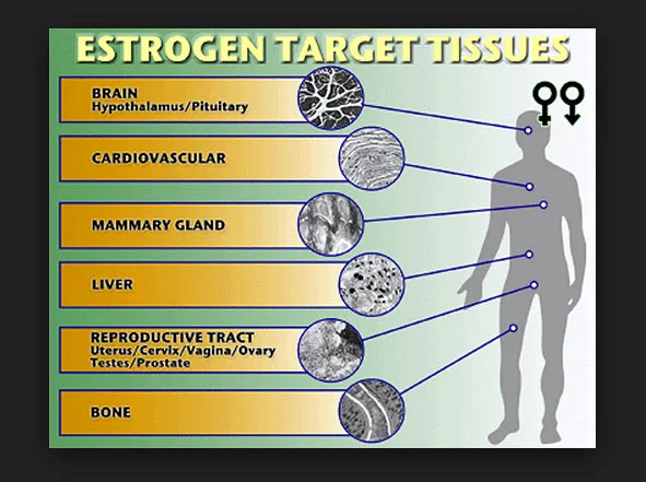 Name: estradiol1.jpg Views: 258 Size: 81.3 KB