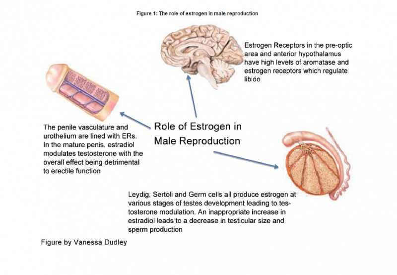 Estrogen Male 114