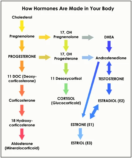 Name: hormones.jpg Views: 1479 Size: 85.0 KB