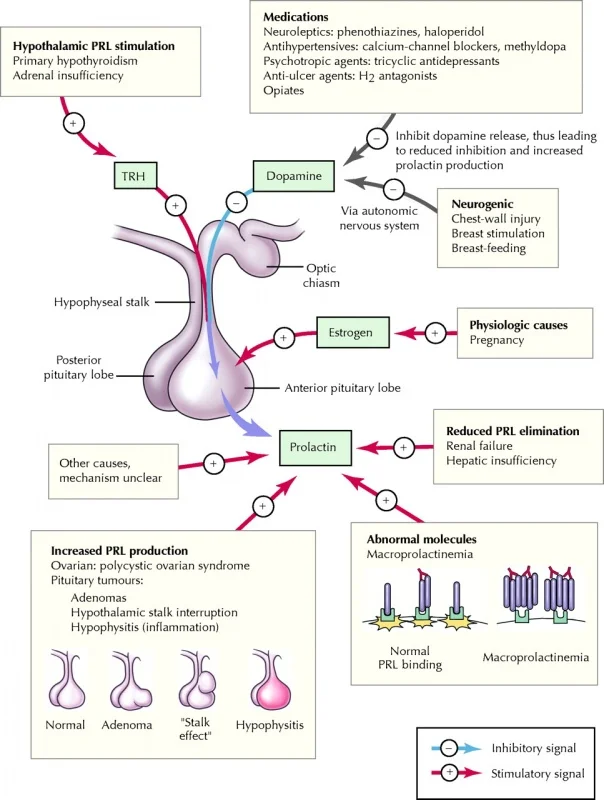 Name: prolactin.jpg Views: 34824 Size: 142.7 KB