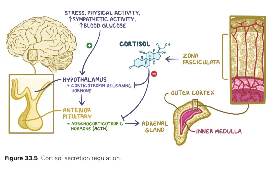 Adrenal Hormones 4.png