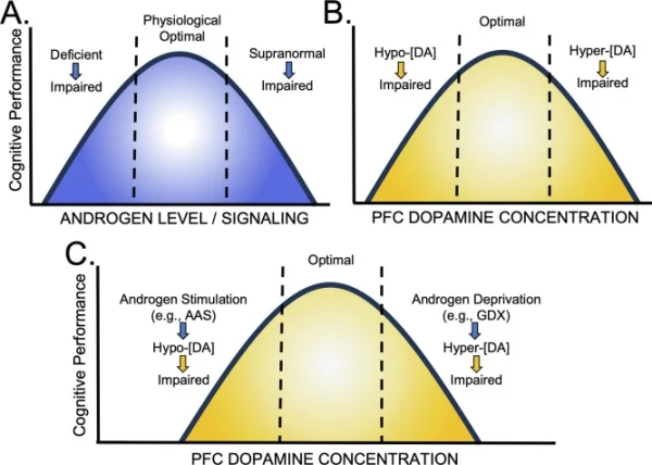 androgens and PFC dopamine.webp