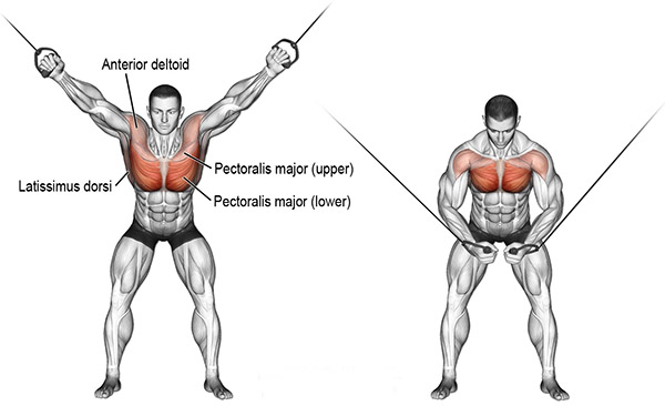 chest cable crossovers.jpg