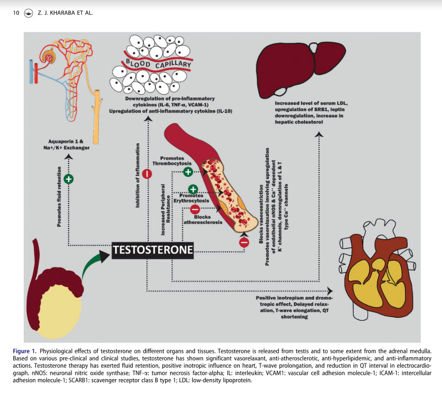Effect of testosterone on organs and tissues.jpg