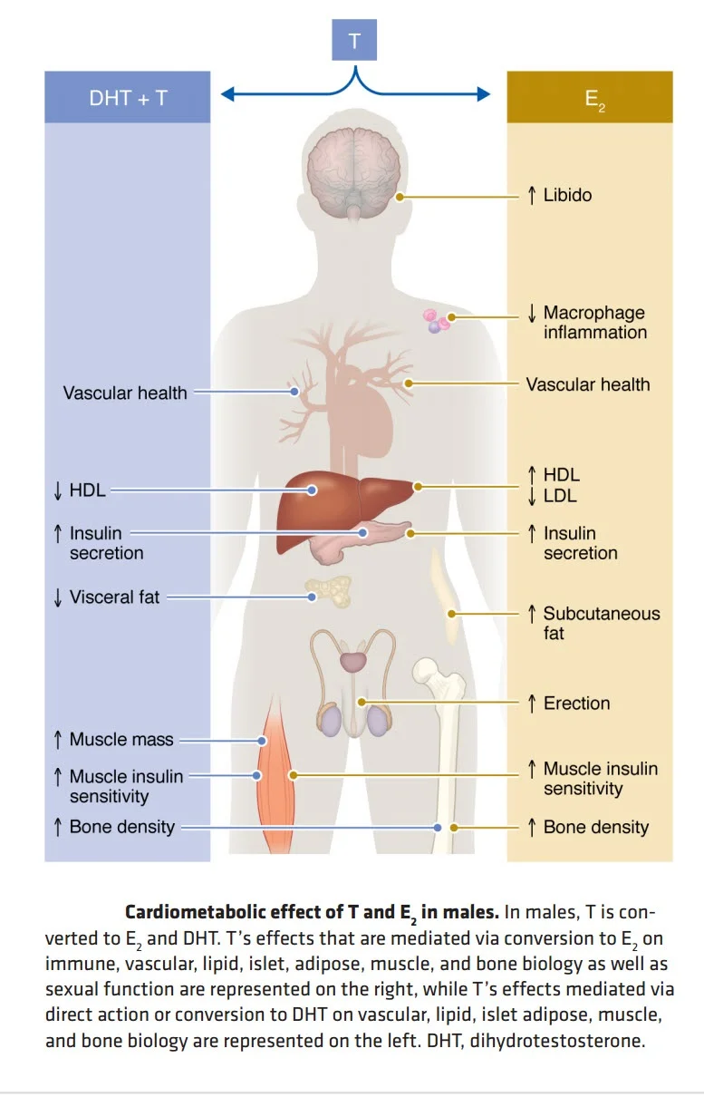 estradiol t dht roles in men.webp