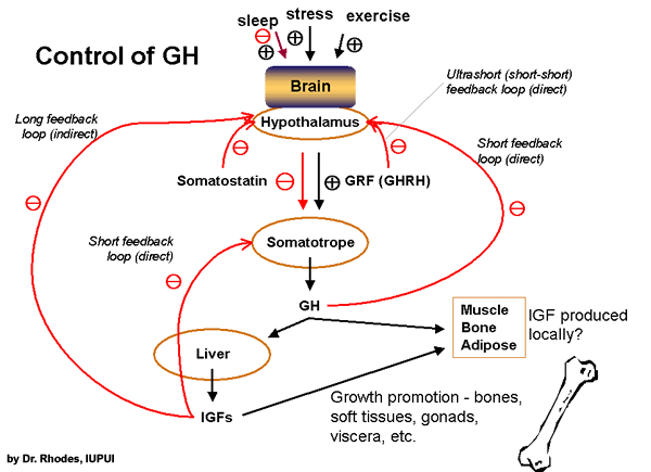 GHcontrol.gif