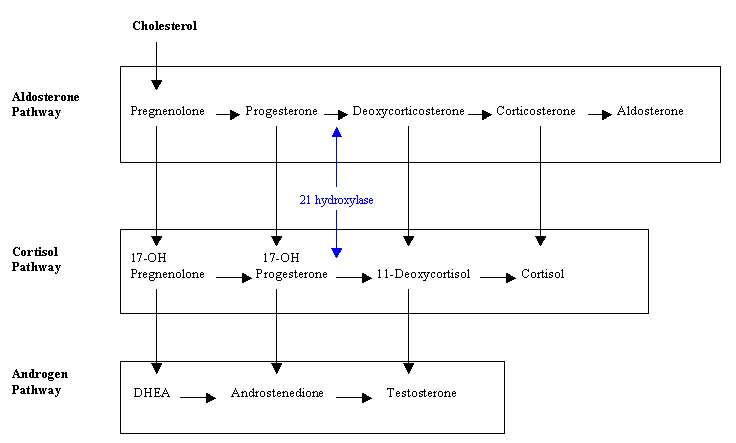 hormone pathway.gif