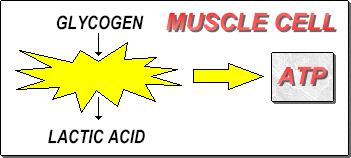 lacticsystem.gif