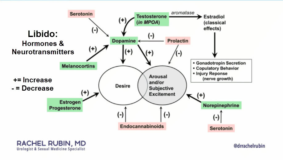 Libido Hormones and Neurotransmitters.jpg