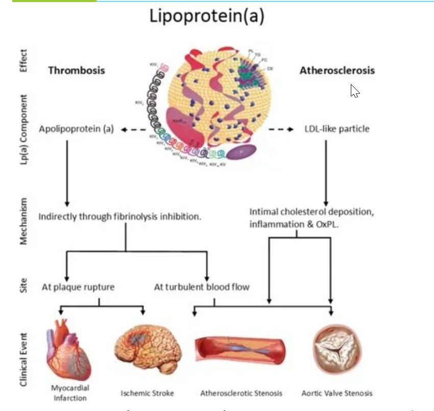 lipoprotein a excelmale.jpg