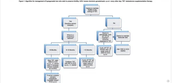 lipshultz fertility protocol.webp