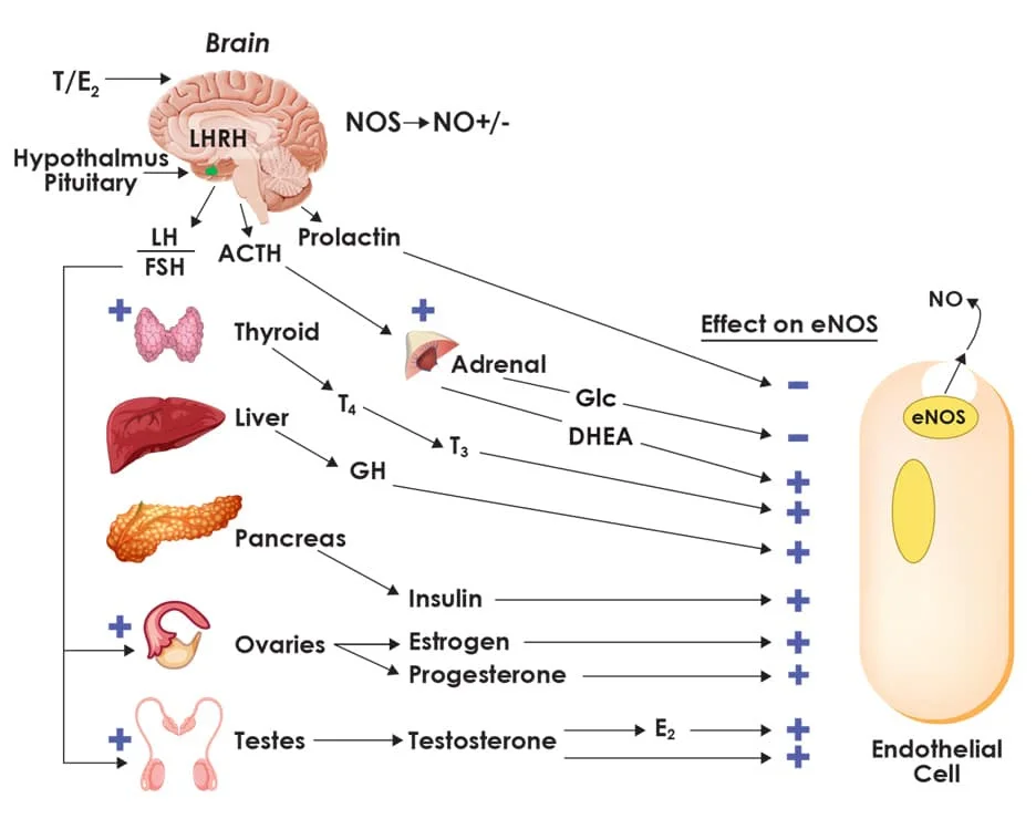Gene's Nitric Oxide Stack Page 55 Excel Male TRT Forum