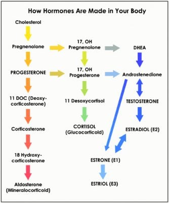 pregnenolone progesterone testosterone dht estradiol cascade.jpg