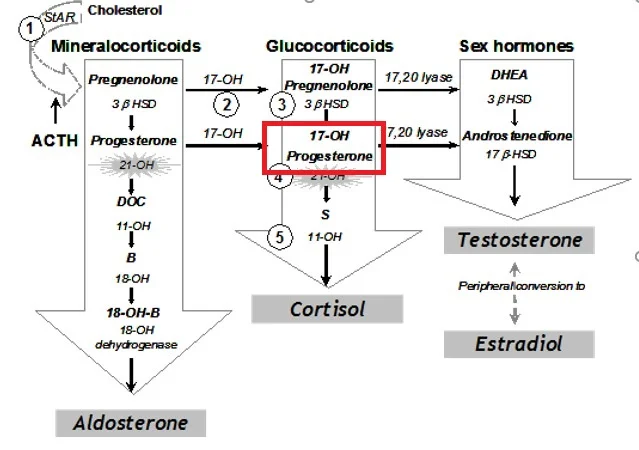 progesterone fertility men.webp