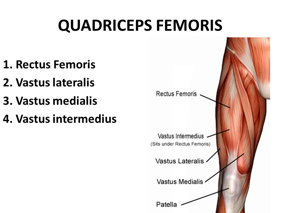QUADRICEPS+FEMORIS+1.+Rectus+Femoris+2.+Vastus+lateralis.jpg