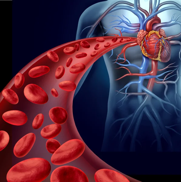 red blood cells.webp