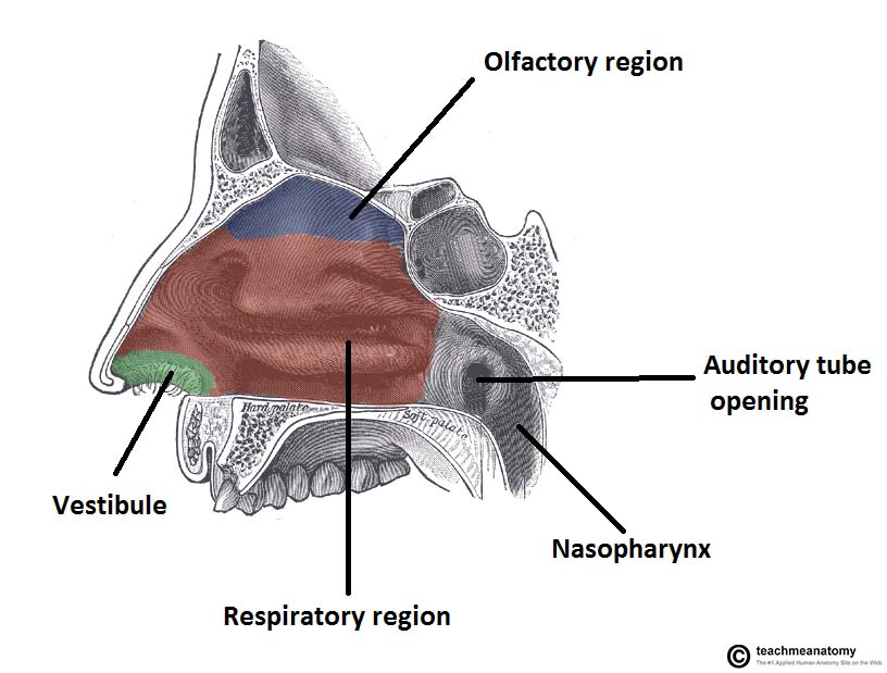 Sagittal-Section-of-the-Nasal-Cavity-The-Three-Anatomical-Regions.jpg