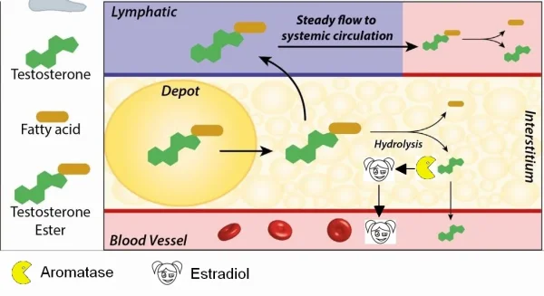 SC oil depot revised.webp