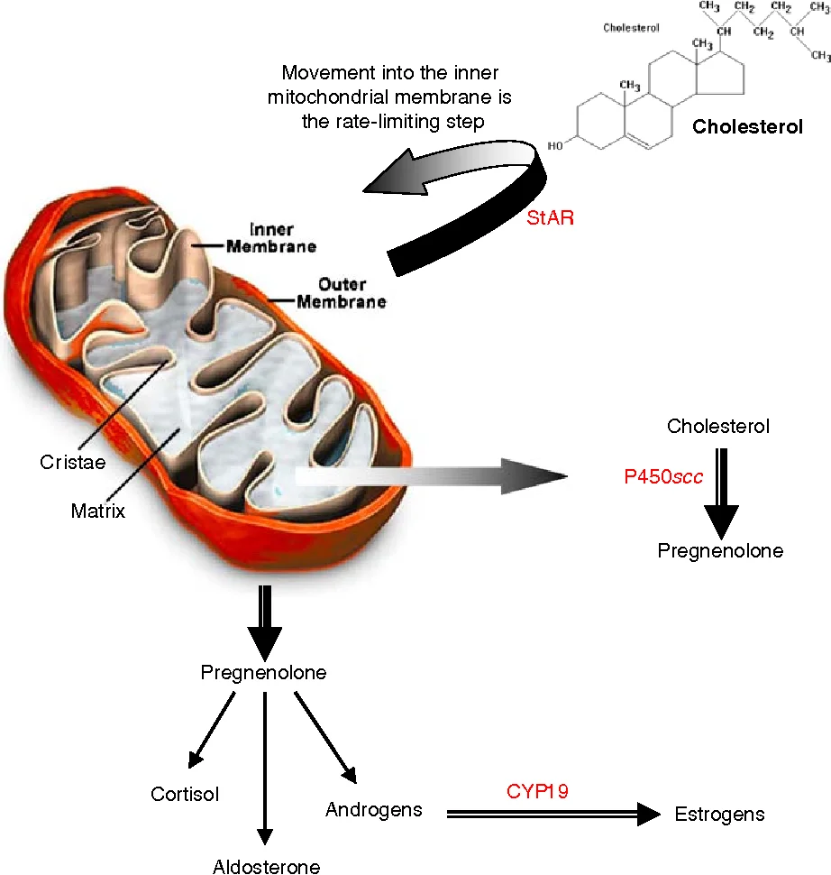 StAR protein hormones.webp