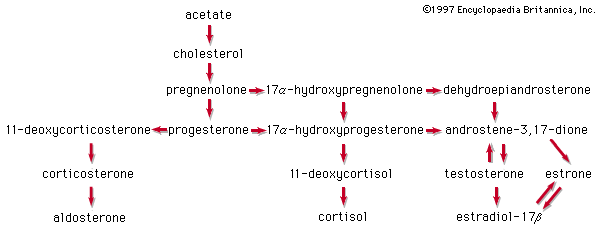 steroid pathway 3.gif