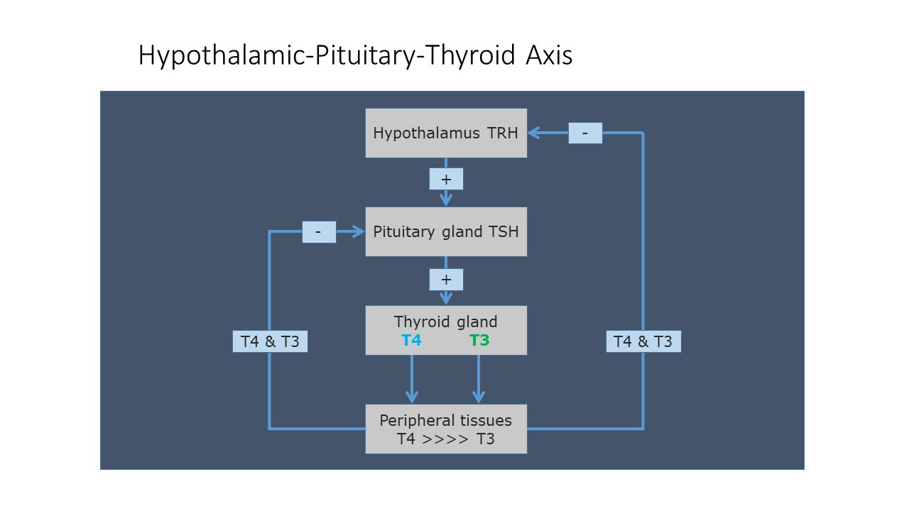 thyroid cascade.JPG