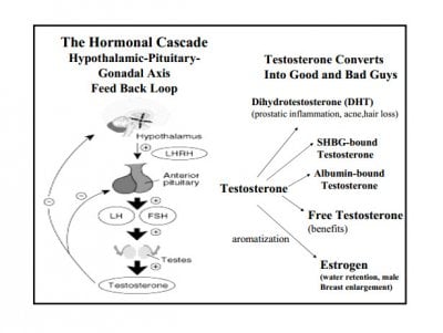 hormonecascadeandmetabolites.jpg