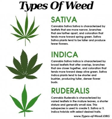 Types-of-Marijuana-Cannabis-Strains.jpg