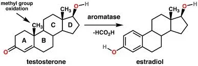 estradiol.webp estradiol.webp