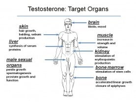 testosteronecut.jpg
