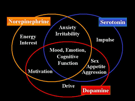 neurotransmitters.gif