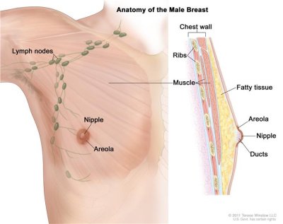 male breast.jpg