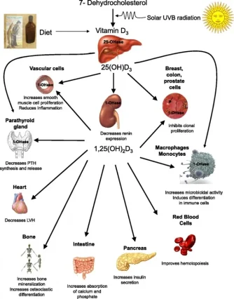 vitamin d.webp