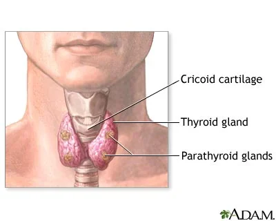 parathyroid.webp
