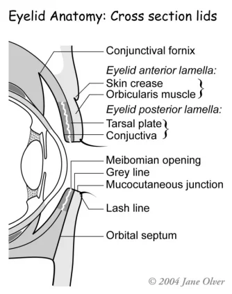 chal_diagram_1_large.jpg