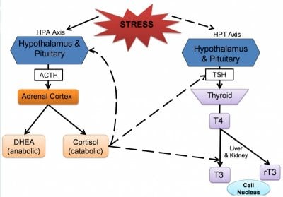 adrenal thyroid axis.jpg