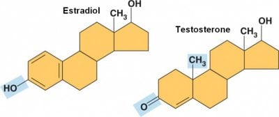 estradiol testosterone molecules.jpg