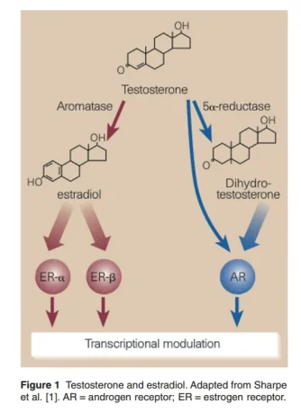 estrogen dht.webp estrogen dht.webp