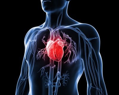 anabolic steroids heart.jpg