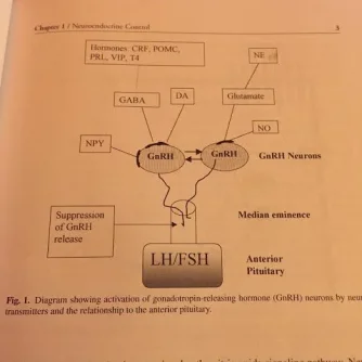 Pituitary.webp