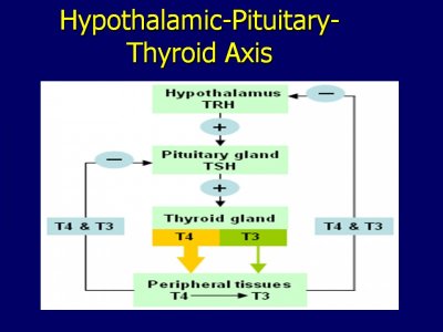 thyroid hormone axis.jpg