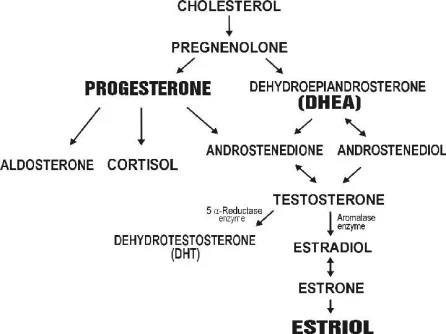 progesterone.webp
