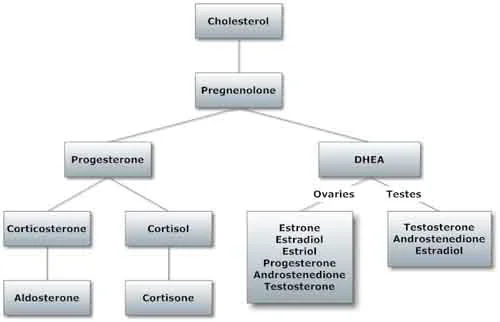 hormone-pathways.webp