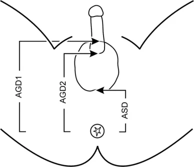 ANOGENITAL.webp