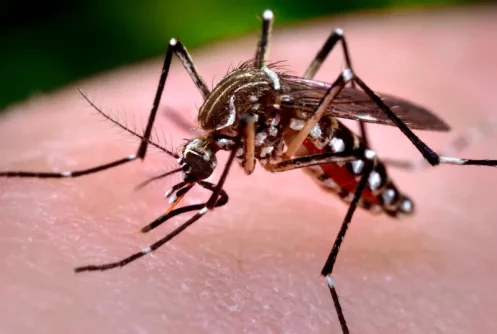 Zika virus.webp