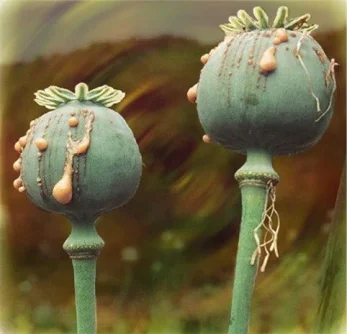 Papaver somniferum latex.webp