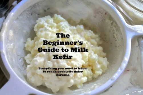 Milk-Kefir-Grains-in-a-strainer-label.webp