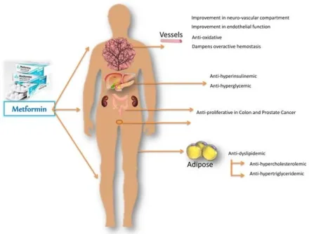 metformin benefits.webp